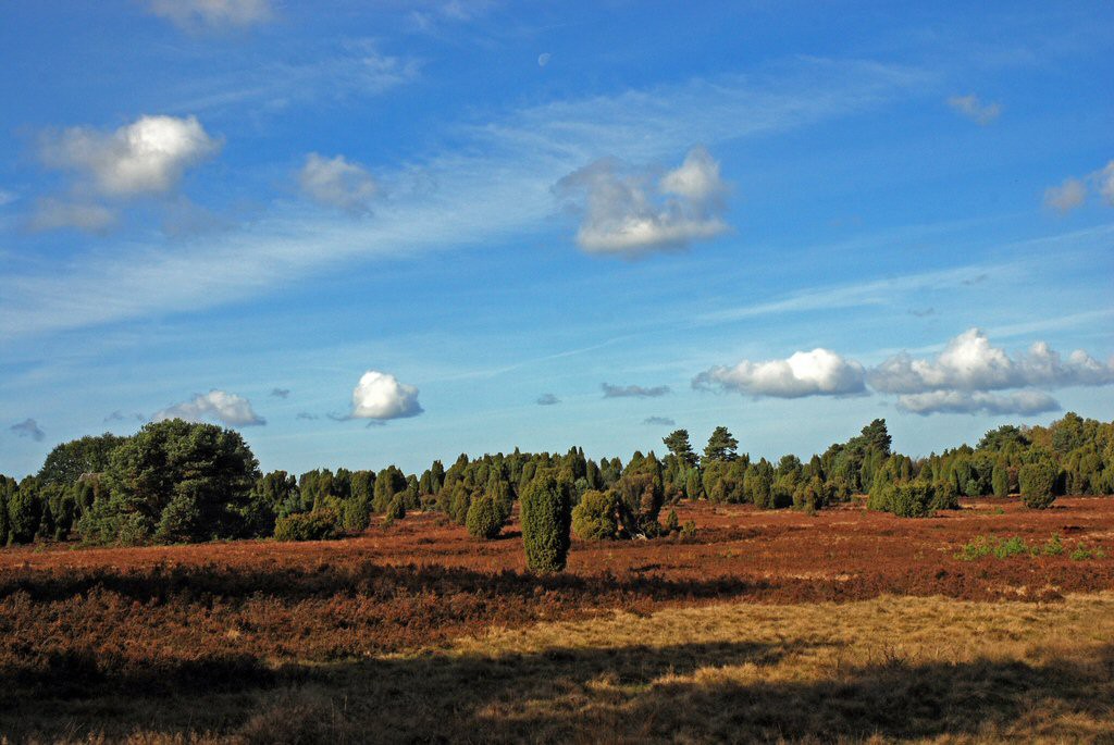 Naturschutzgebiet Lüneburger Heide © Jürgen Mangelsdorf/flickr