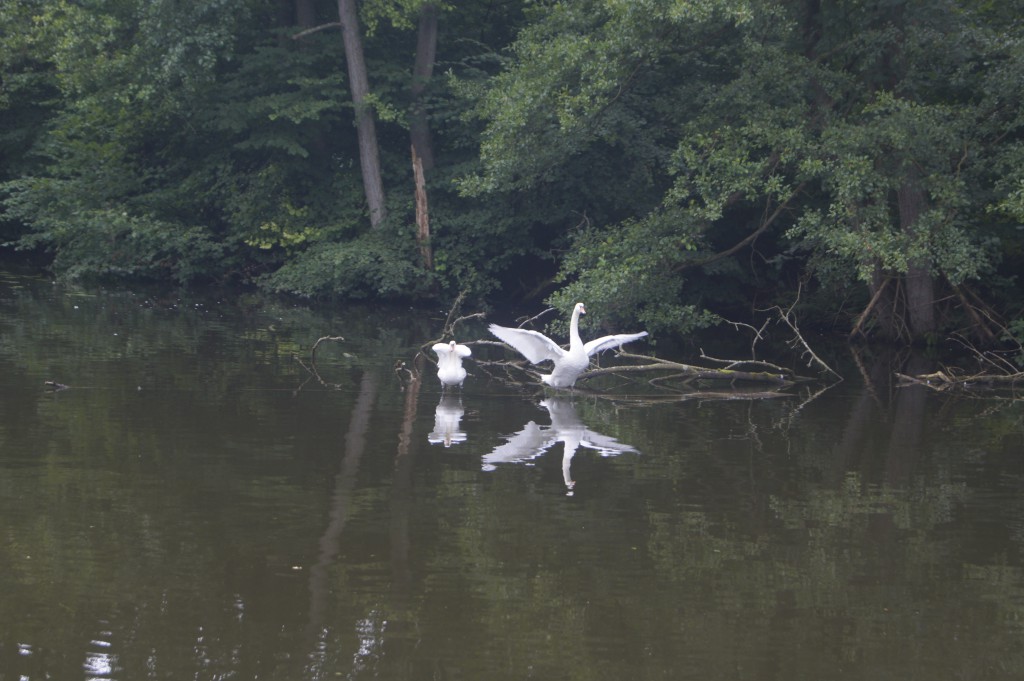 Hausboottour in Mecklenburg