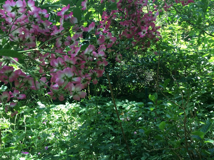 Im Garten arbeiten Bluetenpracht 40-something.de