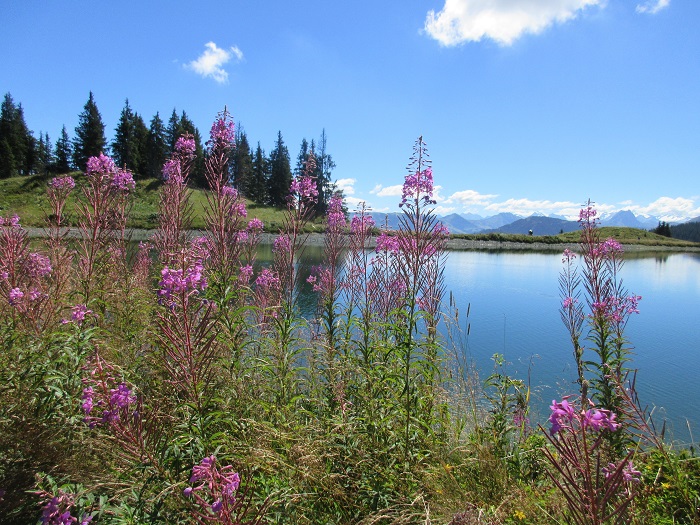 Sommerurlaub in Tirol - ein Farbrausch