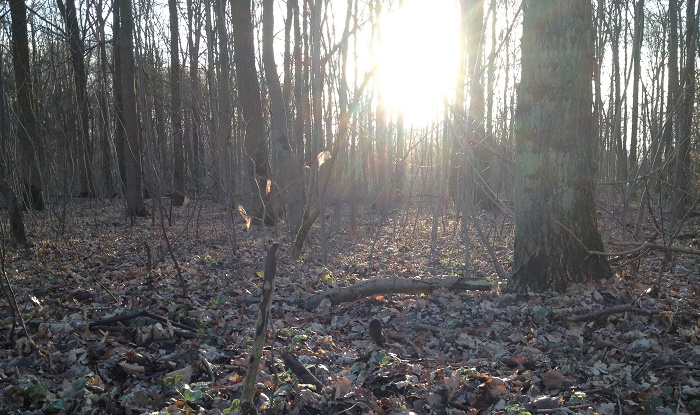 Stille im Wald