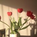 Wohngefühl mit Tulpen