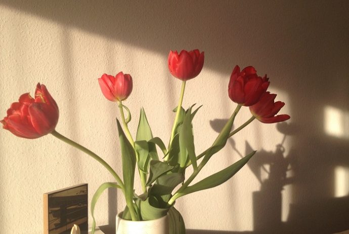 Wohngefühl mit Tulpen