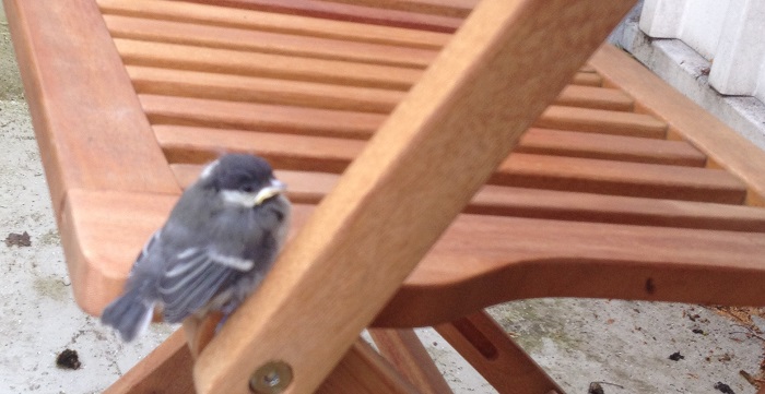 Flügge werden auf dem Balkon