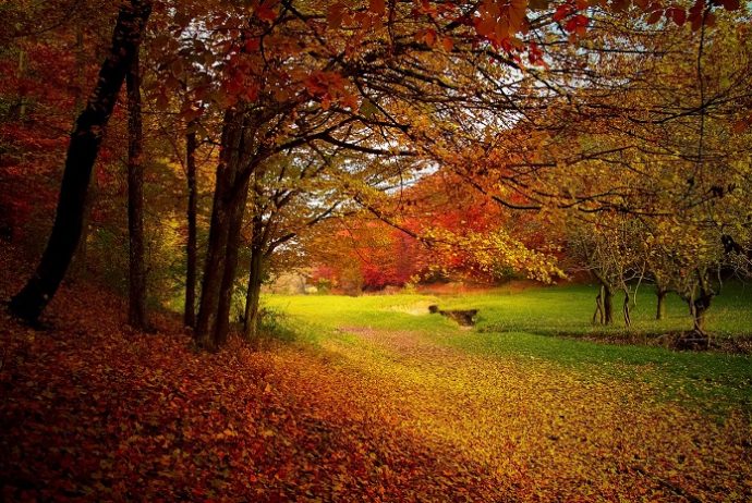 Gut gegen Herbstblues: Spaziergang